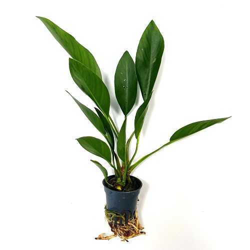 Anubias congensis round  en pot